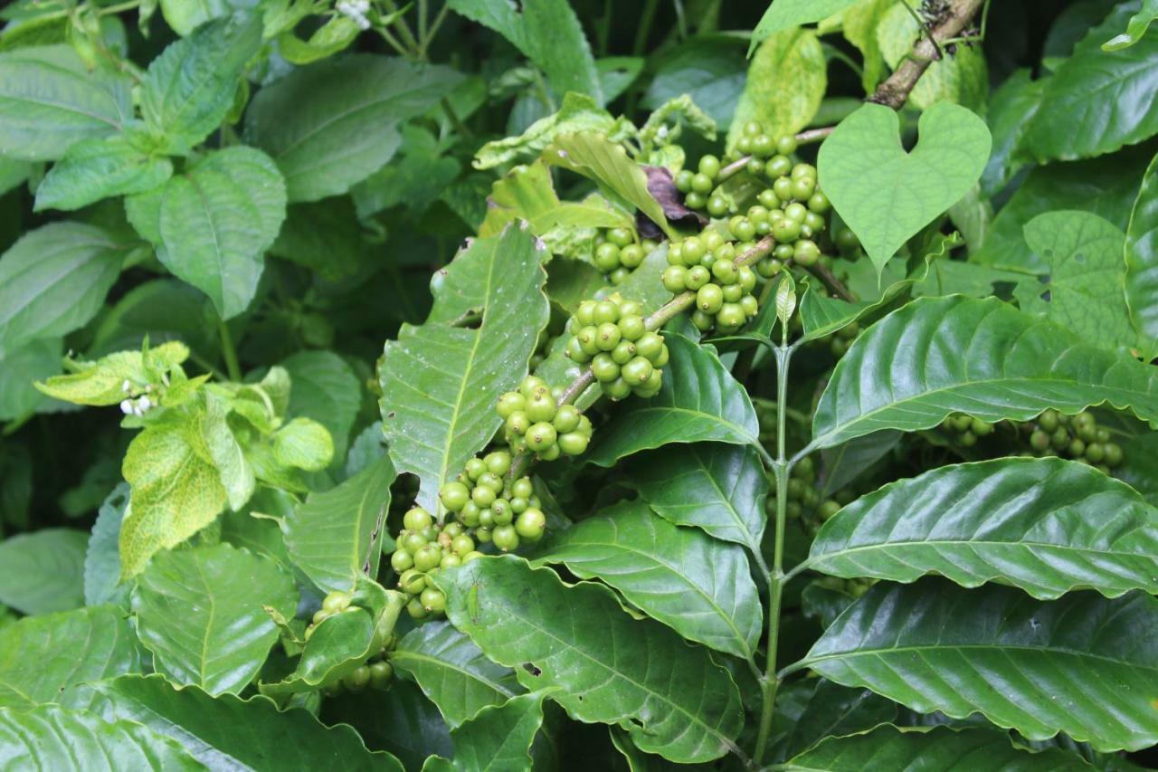 Whistling Woods Farm Stay Kushālnagar 外观 照片