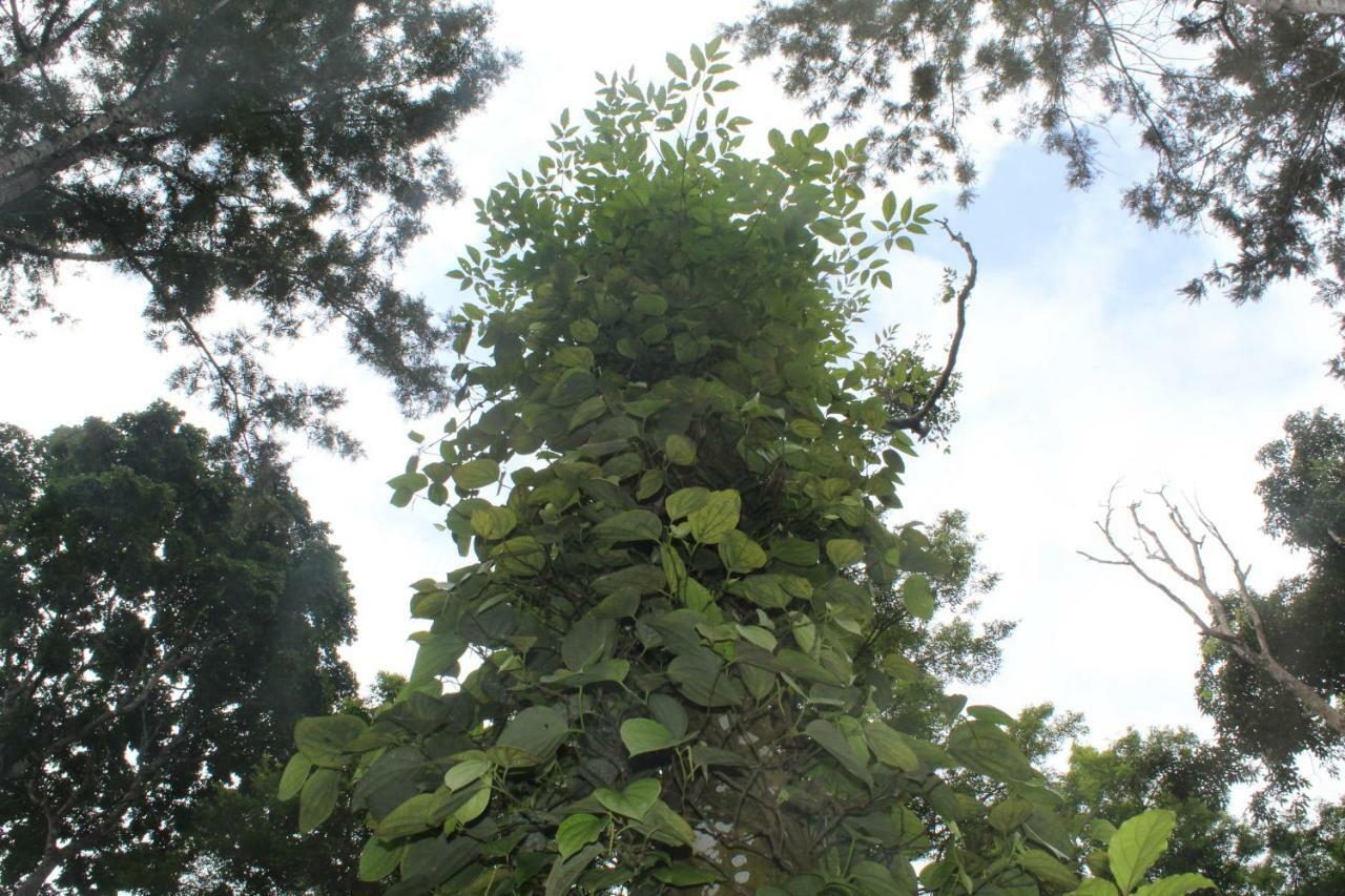 Whistling Woods Farm Stay Kushālnagar 外观 照片